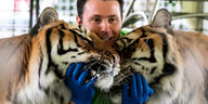 Alexander Lacey trainiert auf dem Gelände der Circus Krone Farm Tiger in ihrem Gehege