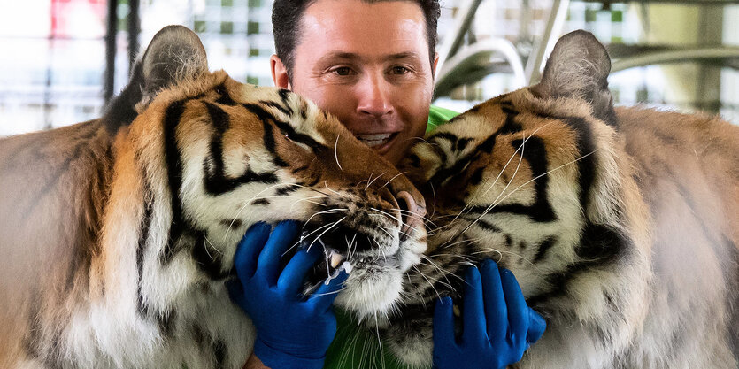 Alexander Lacey trainiert auf dem Gelände der Circus Krone Farm Tiger in ihrem Gehege