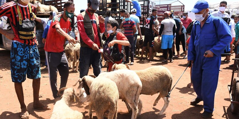 Mitarbeiter des Gesundheitsamts desinfizeren den Tiermarkt in Rabat