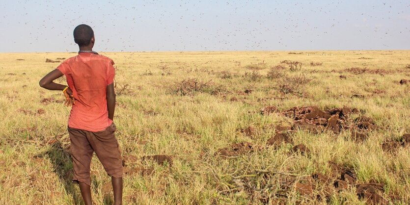 Ein Mann im roten T-Shirt steht vor einem trockenen Feld, über das Heuschrecken fliegen