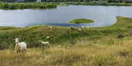Schafe im Flussauengebiet