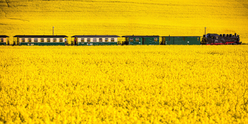 Ein Rapsfeld auf Rügen durch das ein Zug mit einer historischen Lokomotive fährt