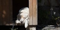 Eine Golden Retriever Hündin schläft in einer Hundehütte.