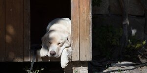 Eine Golden Retriever Hündin schläft in einer Hundehütte.