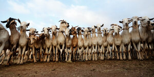 Zwanzig Ziegen stehen aineinandergekettet in einer Reihe und schauen in die Kamera
