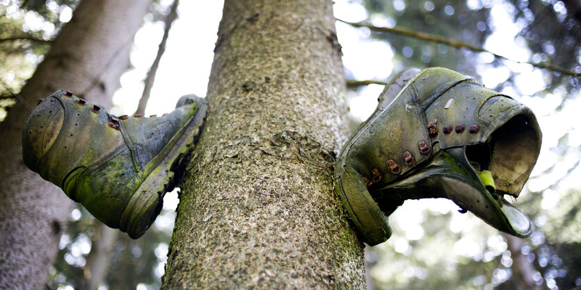 EIn paar Schuhe wurden an einem Baumstamm genagelt . Sie haben den Grünspann des Baumes angenommen