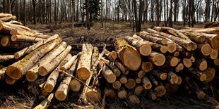 Gerodete Baumstämme liegen im Wald