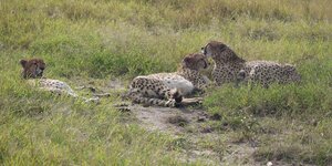 Drei Geparden liegen träge in der Landschaft herum