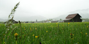 Wiese nahe Garmisch-Partenkirchen