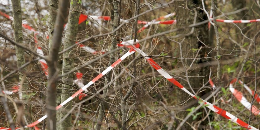 Ein undurchdringbares Geäst im Wald mit Absperrband