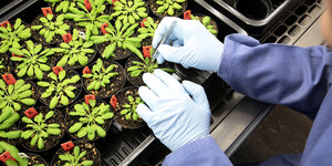 Eine ForscherIn bearbeitet mit Gummihandschuhen geschützt Pflanzen, die in Töpfen wachsen