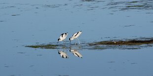 Zwei Säbelschnäbler spiegeln sich im Wasser