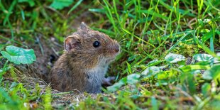 Eine Feldmaus schaut aus ihrem Bau.