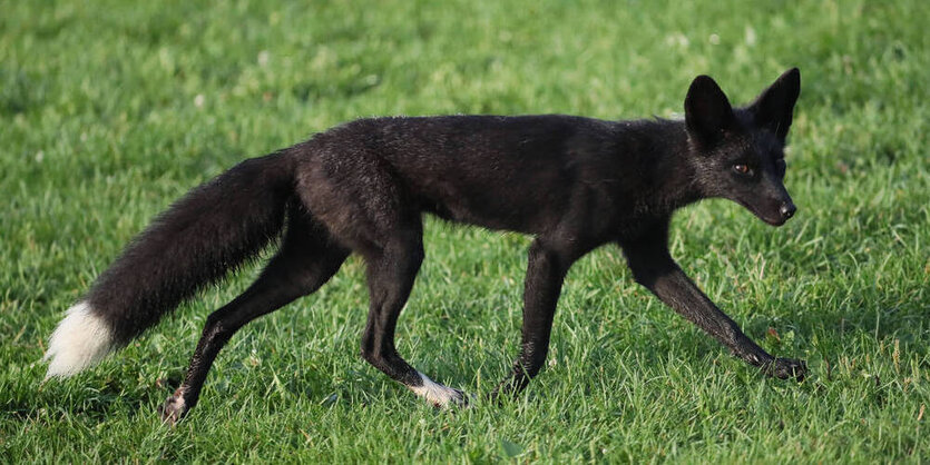 Ein schwarzer Fuchs