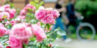 Blühende Rosen