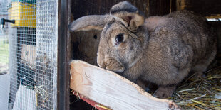 Kaninchen im Stall