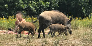 Eine Wildsaufamilie spatziert auf einer Wiese mit Menschen