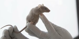 Eine weiße Maus klettert auf einer Hand
