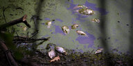 Tote Fische treiben an der Wasseroberfläche eines Sees in der Provinz Antwerpen.