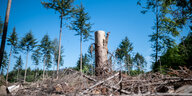 Ein Baumstumpf steht inmitten von Fichten in einem Wald