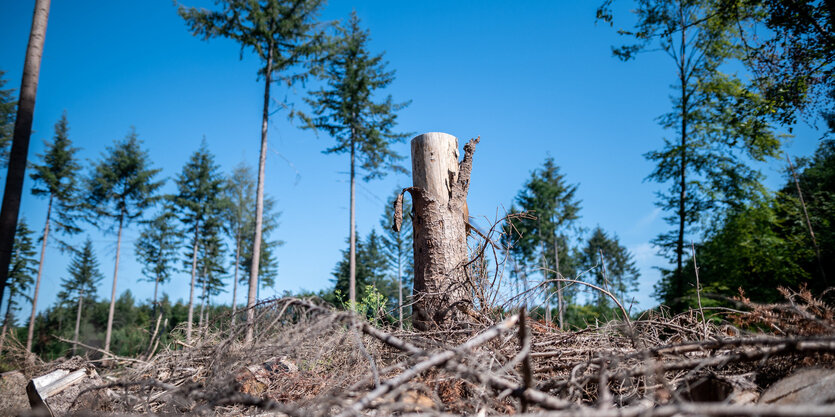 Ein Baumstumpf steht inmitten von Fichten in einem Wald