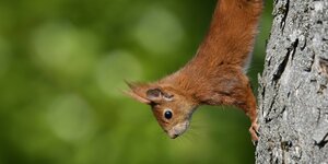 Junges Einhörnchen klettert am Stamm hinunter
