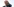 Donald Trump zeigt mit dem Finger in einer Richtung und grinst