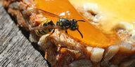 Eine Wespe sitzt auf einer Scheibe Brot