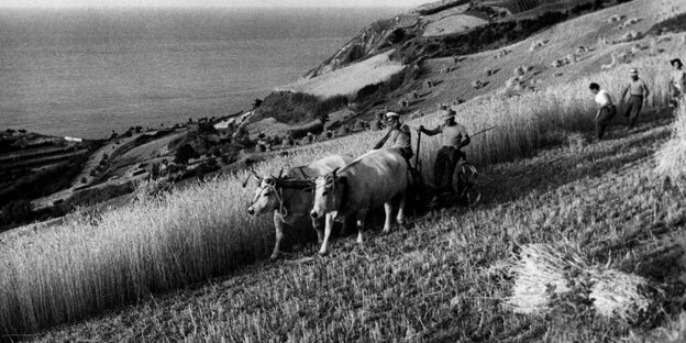 schwarz-weiß Fotografie von bergiger Landschaft, mit Kühen und Bauern im Vordergrund und dem Meer dahinter.