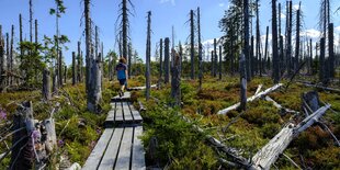 Eine Person läuft über einen Pfad aus Paletten durch einen Wald, dessen Bäume größtenteils verdörrt und abgestorben sind.