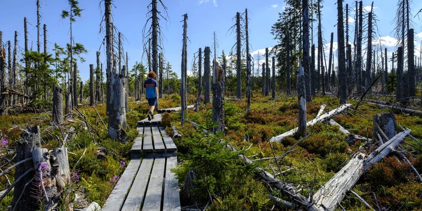 Eine Person läuft über einen Pfad aus Paletten durch einen Wald, dessen Bäume größtenteils verdörrt und abgestorben sind.