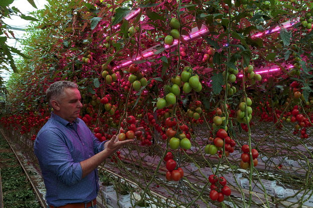 Ein Landwirt steht in einem Gewächshaus mit Tomaten.