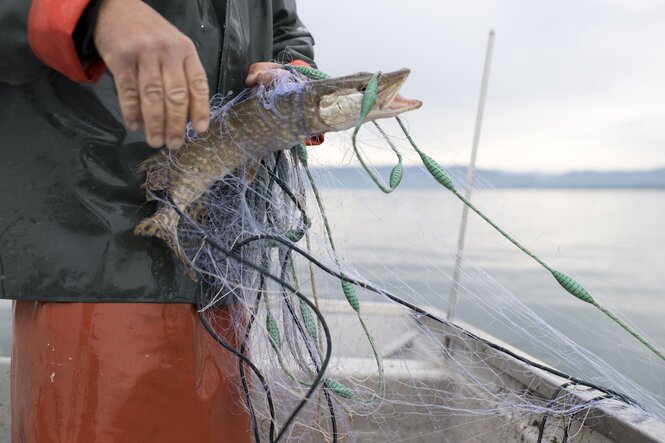 Hecht im Fischermetz