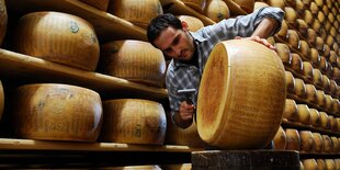 Viele Laibe Parmesan lagern in einem Regal, davor klopft ein Mann mit einem Hämmerchen auf einen Laib Parmesan