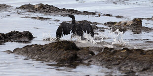 Vogel im Meer