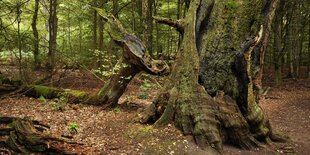 Totholz in einem Wald