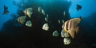 Ein Schwarm von Langflossen-Fledermausfischen