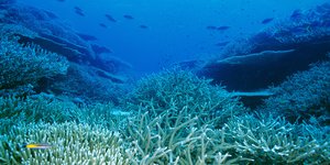 Faszinierende Unterwasserlandschaft des Great Barrier Reef