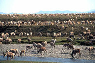 Eine große Herde Karibus grast friedlich im Nationalpark ANWR. Im Hintergrund Berge