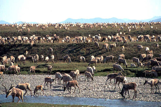 Eine große Herde Karibus grast friedlich im Nationalpark ANWR. Im Hintergrund Berge Eine große Herde Karibus grast friedlich im Nationalpark ANWR. Im Hintergrund Berge