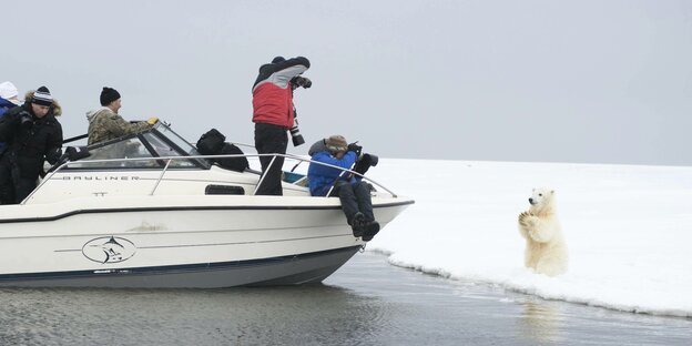 Ein Eisbär wird von einem Boot aus fotografiert.