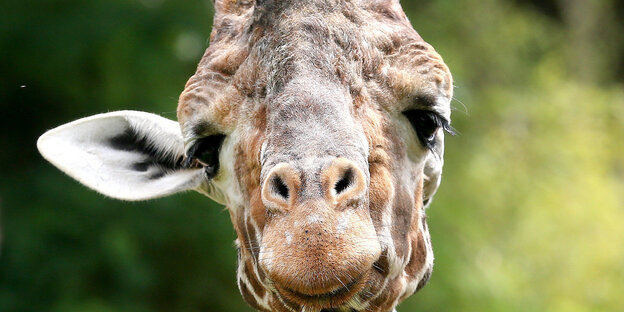 Kopf und Hals eines Giraffenbullen