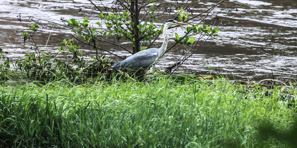 Ein Graireiher an einem Fluss.