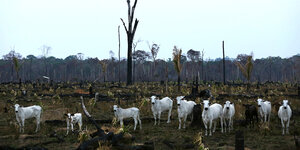 Weiße Rinder stehen in einer reihe vor einem verbrannten Waldstück
