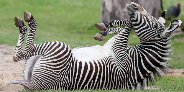 Ein Zebra liet auf dem Rücken