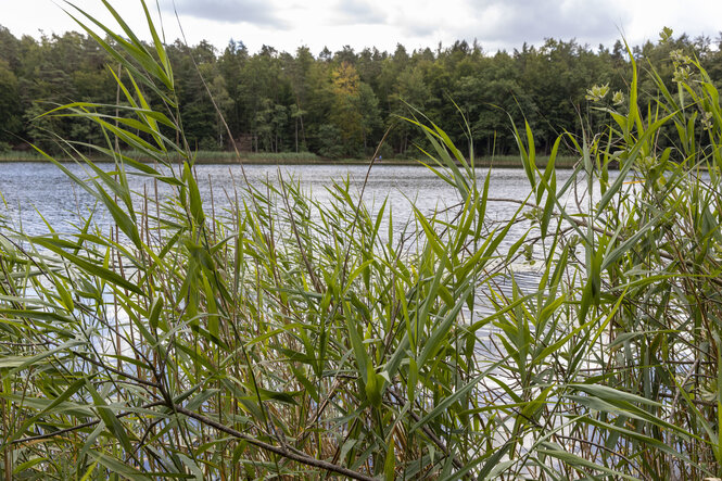 Hinter Schilf der Bogensee bei Berlin