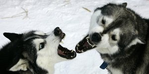 Zwei Wölfe mit aufgerissenen Mäulern