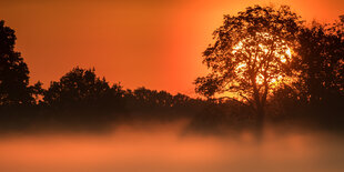 Sonnenaufgang mit Nebel im Oderbruch