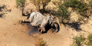 Ein toter Elefant liegt auf ausgedörrter Erde