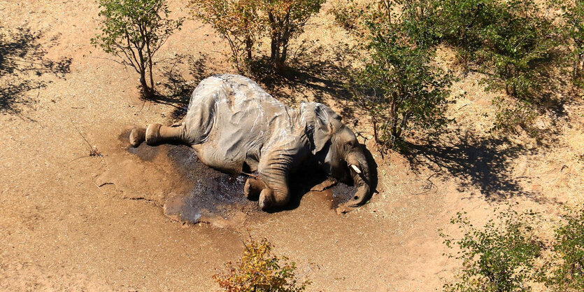 Ein toter Elefant liegt auf ausgedörrter Erde